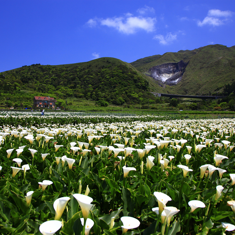 陽明山(導覽頁)