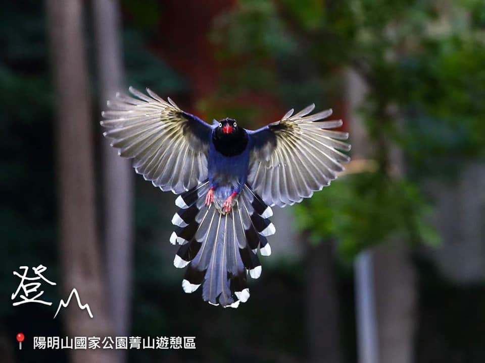 Taiwan Bluebird