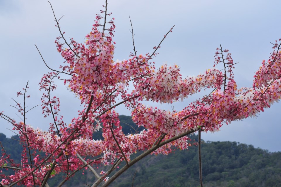 Enjoy hot springs, flower-watching, and camping in Baolai: pink shower trees are blooming in a hot s
